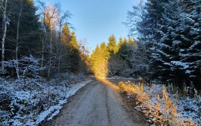 umwelt - landhotel hallnberg - wald - spaziergang