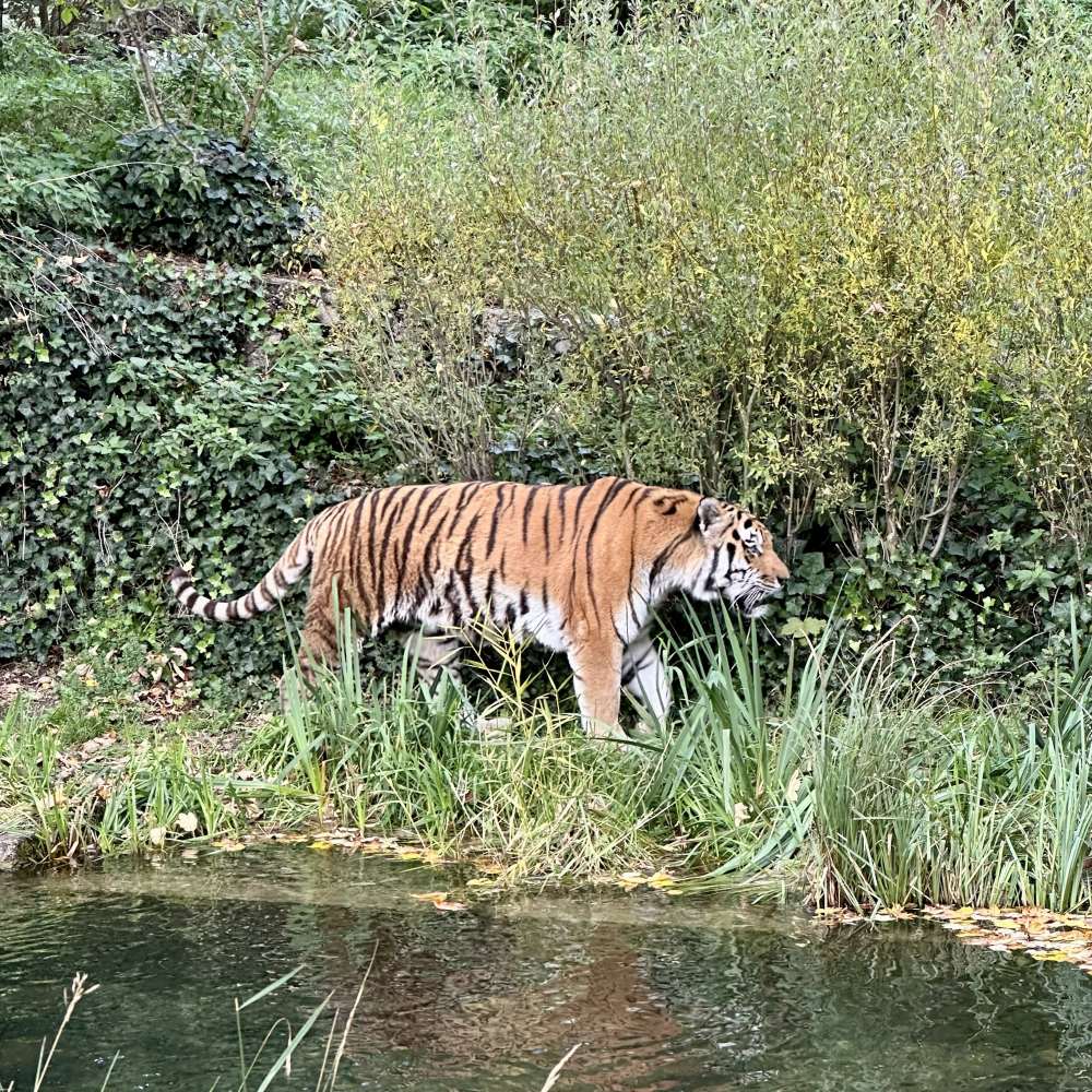 Tiger im Tierpark Hellabrunn in München – Ausflugsziel während eines Aufenthalts im Landhotel Hallnberg nahe der Therme Erding